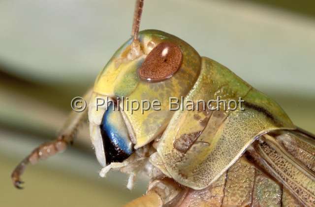locusta migratoria 3.JPG - Locusta migratoria (Portrait)Criquet migrateurMigratory locustOrthoptera, AcrididaeFrance